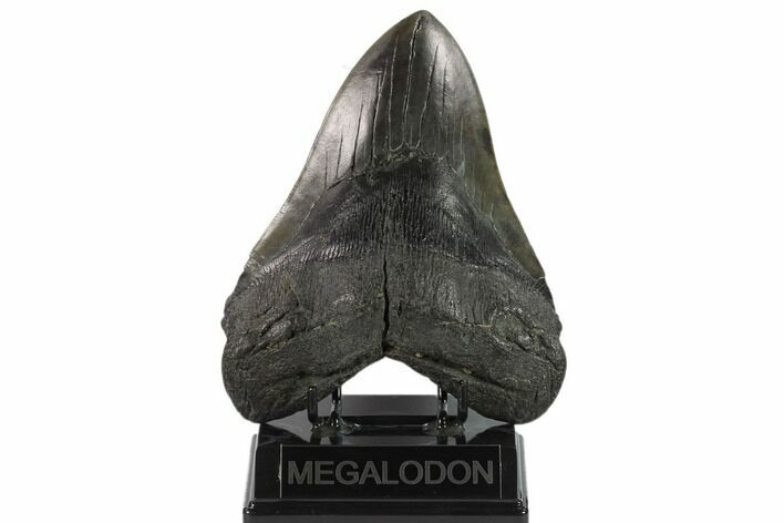 Fossil Megalodon Tooth - Massive Tooth #131203